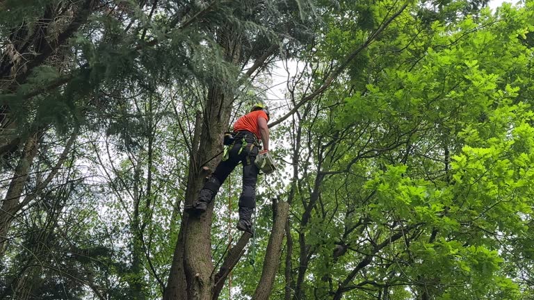 How Our Tree Care Process Works  in  Beaver Dam, AZ